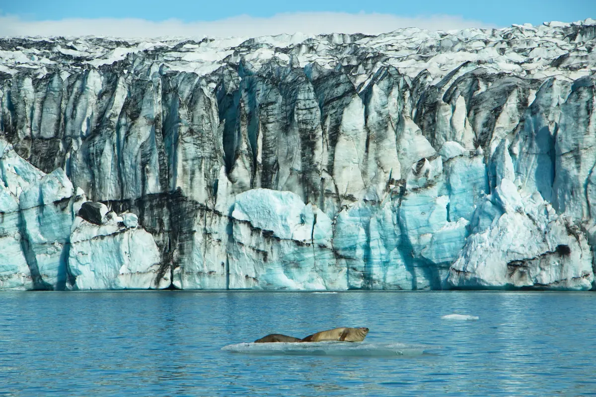 Seals resting on a floe below a blue ice wall, seen on a Jökulsárlón glacier lagoon boat tour